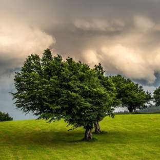 Die Immobilienbranche in der klimaneutralen Schweiz 2050.